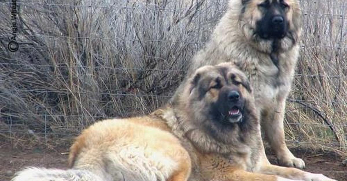 Portrait of a Armenian Gampr, a creature known scientifically as Canis lupus.