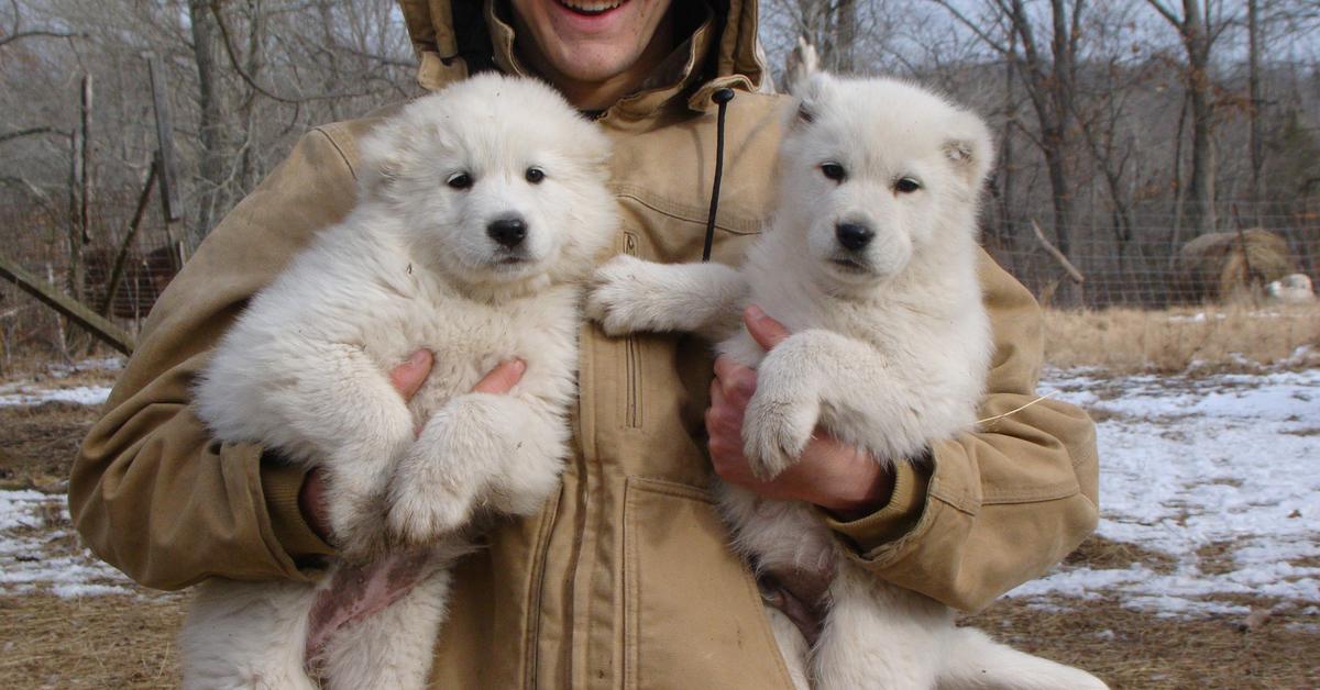 Snapshot of the intriguing Armenian Gampr, scientifically named Canis lupus.