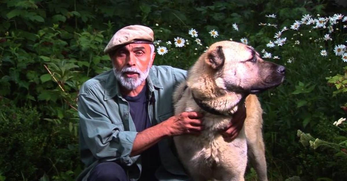 The fascinating Armenian Gampr, scientifically known as Canis lupus.