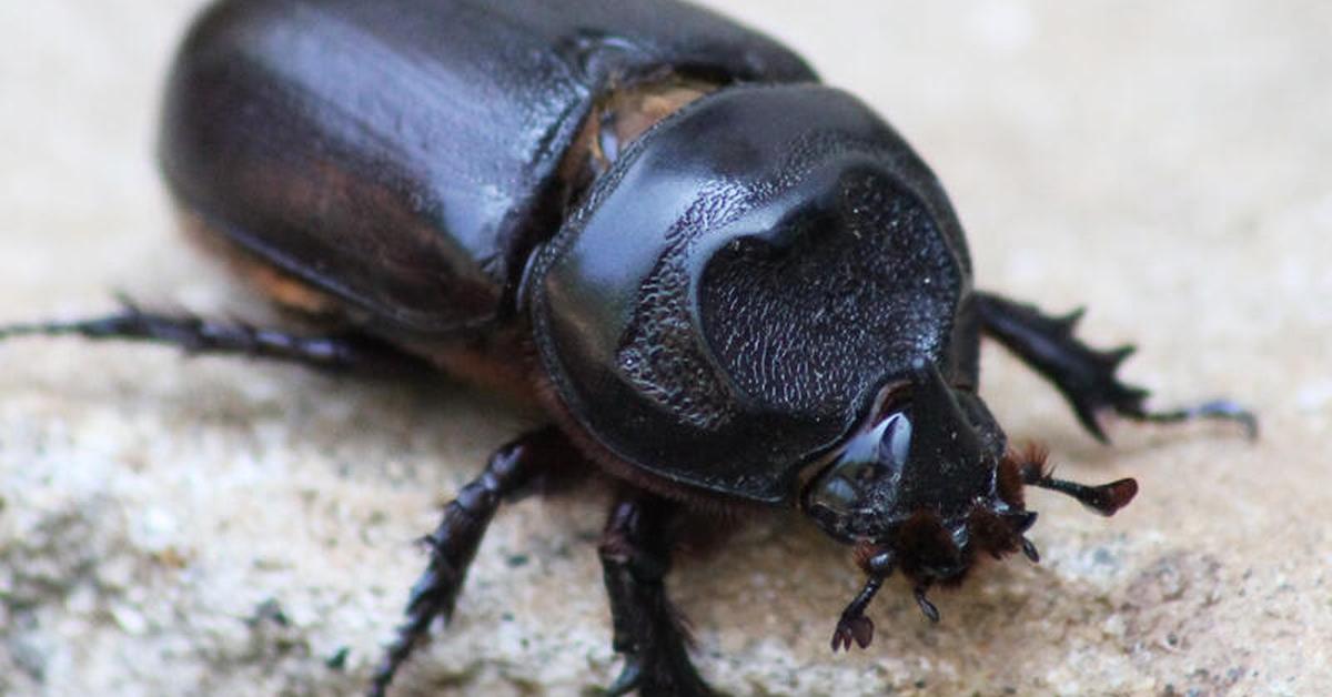 The elegant Atlas Beetle (Chalcosoma atlas), a marvel of nature.