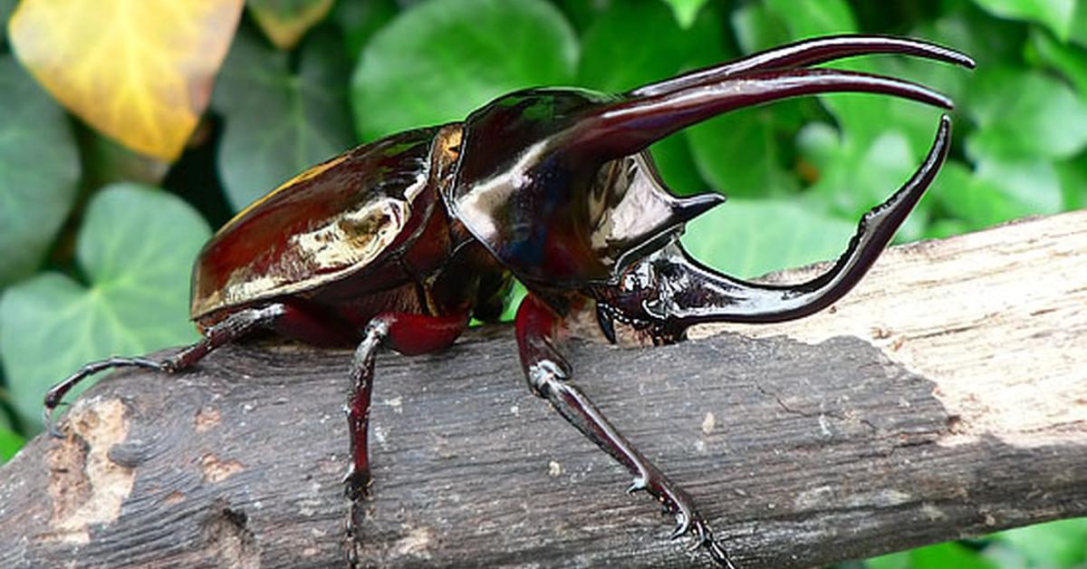 Photograph of the unique Atlas Beetle, known scientifically as Chalcosoma atlas.