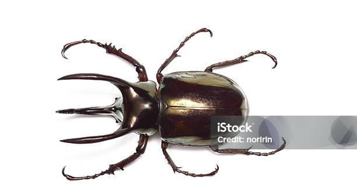 A look at the Atlas Beetle, also recognized as Kumbang Atlas in Indonesian culture.