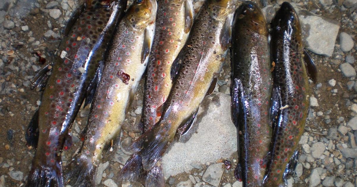 Captivating shot of the Brook Trout, or Ikan Trout Brook in Bahasa Indonesia.