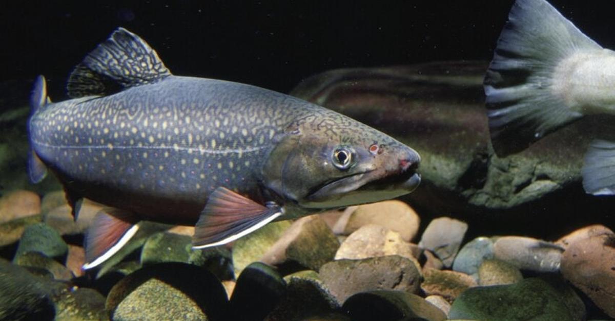 Splendid image of the Brook Trout, with the scientific name S. forntinalis.