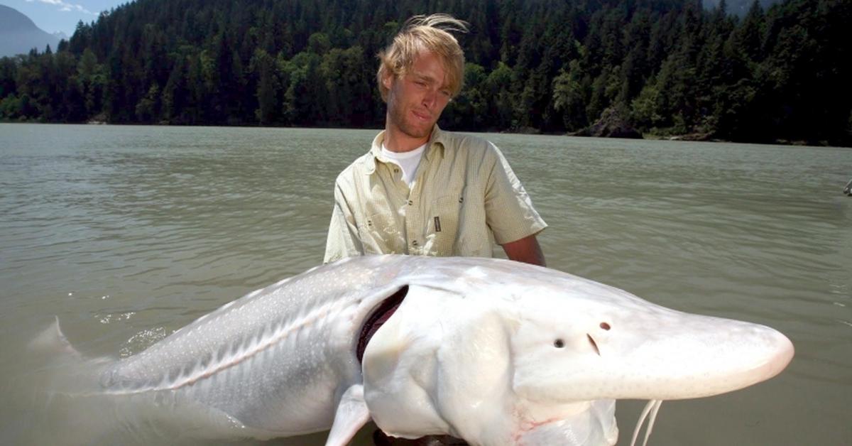 Picture of Beluga Sturgeon, known in Indonesia as Sturgeon Beluga.