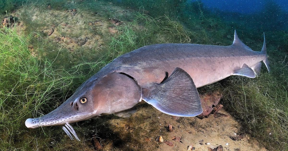 Vibrant snapshot of the Beluga Sturgeon, commonly referred to as Sturgeon Beluga in Indonesia.