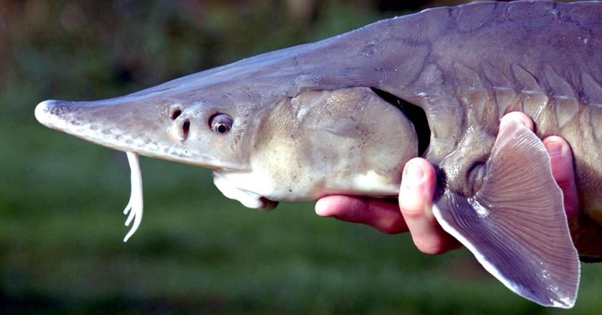 The remarkable Beluga Sturgeon (Huso huso), a sight to behold.