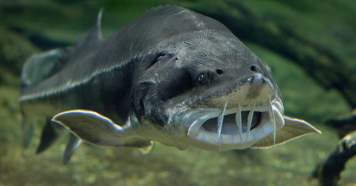 Photographic depiction of the unique Beluga Sturgeon, locally called Sturgeon Beluga.