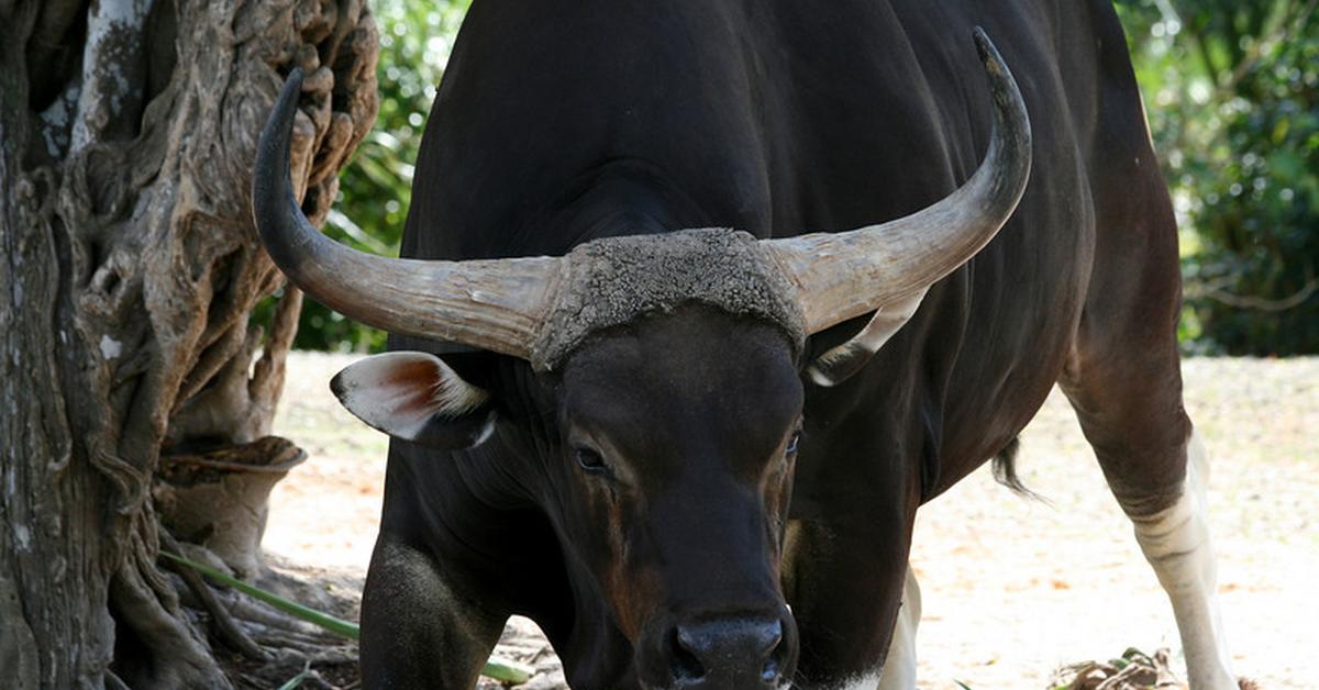 Exquisite image of Bull And Terrier, in Indonesia known as Banteng dan Terrier.