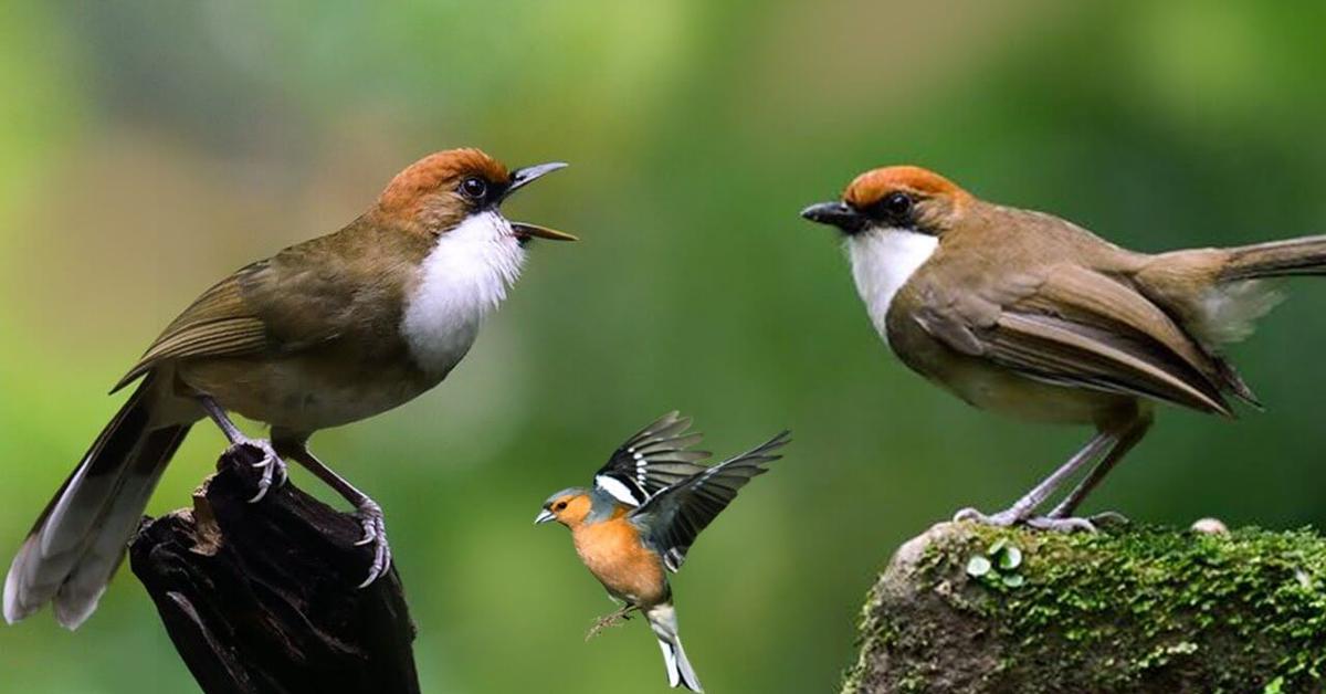 Visual representation of the Black And White Warbler, recognized in Indonesia as Burung Kicau Hitam Putih.