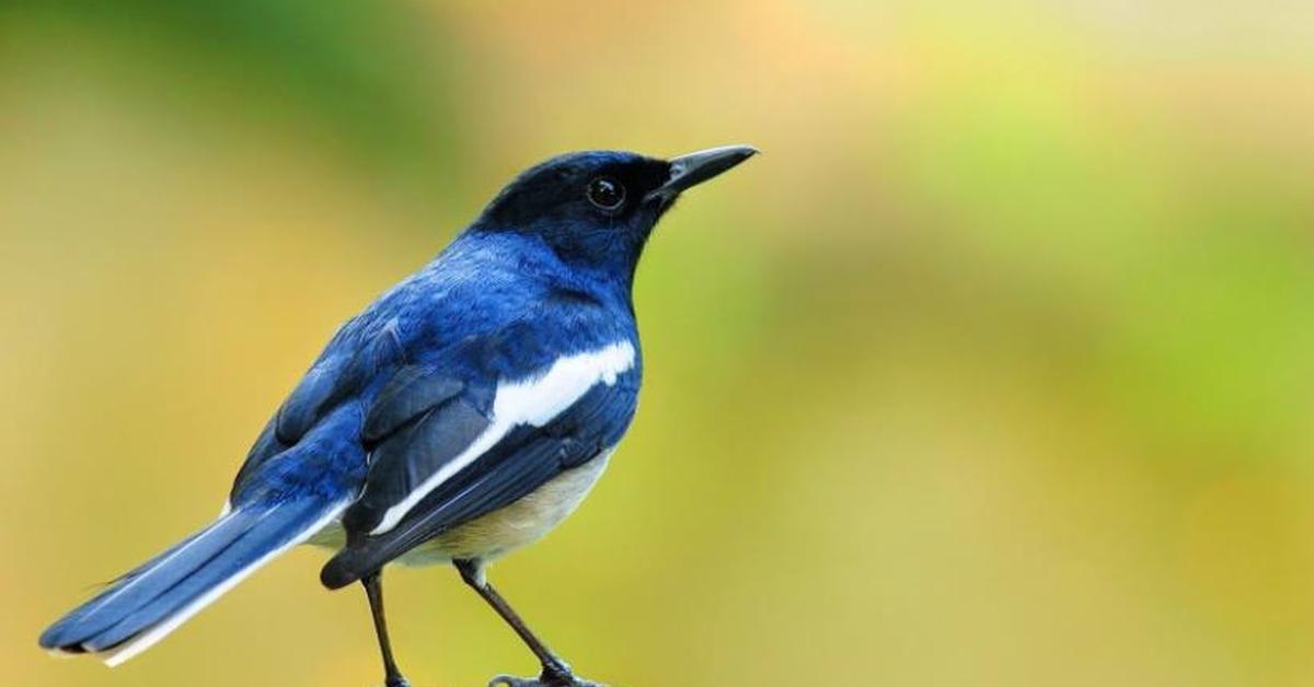 A beautiful representation of the Black And White Warbler, scientifically Mniotilta Varia.