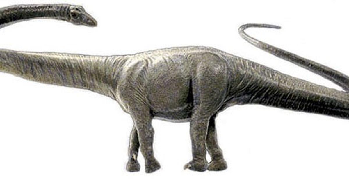 Glimpse of the Barosaurus, known in the scientific community as Barosaurus lentus.