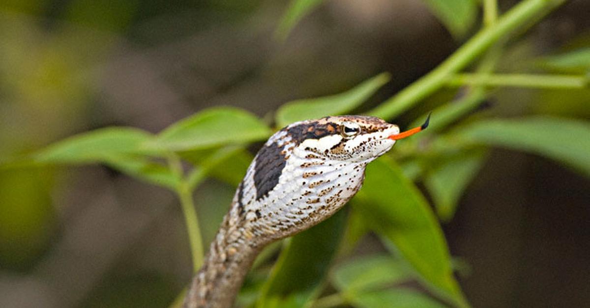 Enchanting Bird Snake, a species scientifically known as Thelotornis usambaricus.