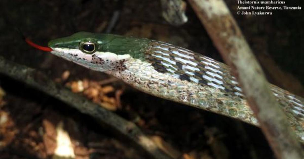 The Bird Snake, an example of Thelotornis usambaricus, in its natural environment.