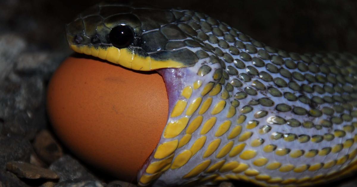 Dynamic image of the Bird Snake, popularly known in Indonesia as Ular Burung.