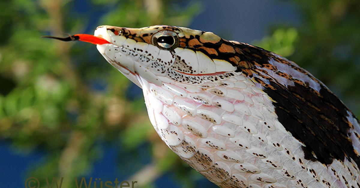 Iconic view of the Bird Snake, or Thelotornis usambaricus, in its habitat.