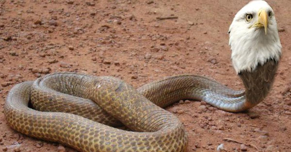 Insightful look at the Bird Snake, known to Indonesians as Ular Burung.