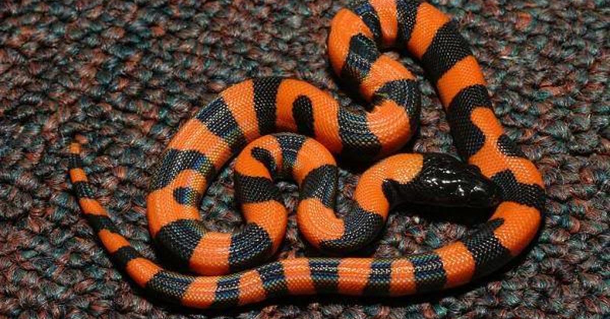 The fascinating Bismarck Ringed Python, scientifically known as Bothrochilus boa.