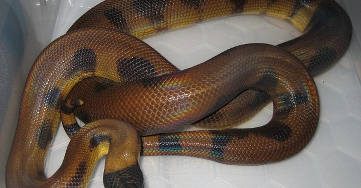 Image of the Bismarck Ringed Python (Bothrochilus boa), popular in Indonesia as Piton Beruas Bismarck.