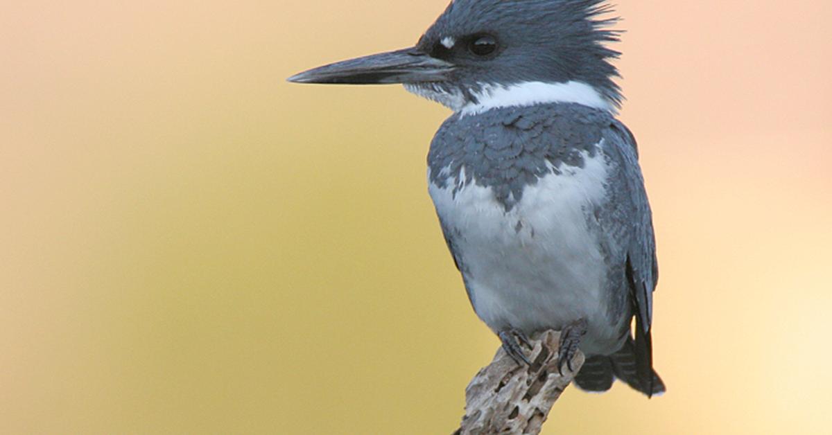 The majestic Belted Kingfisher, also called Burung Pemangsa Berpita in Indonesia, in its glory.