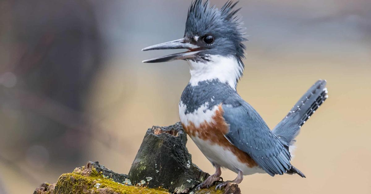 The elegant Belted Kingfisher (M. alcyon), a marvel of nature.