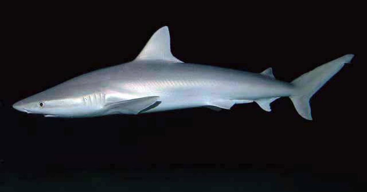 Photographic depiction of the unique Blacknose Shark, locally called Hiu Hidung Hitam.