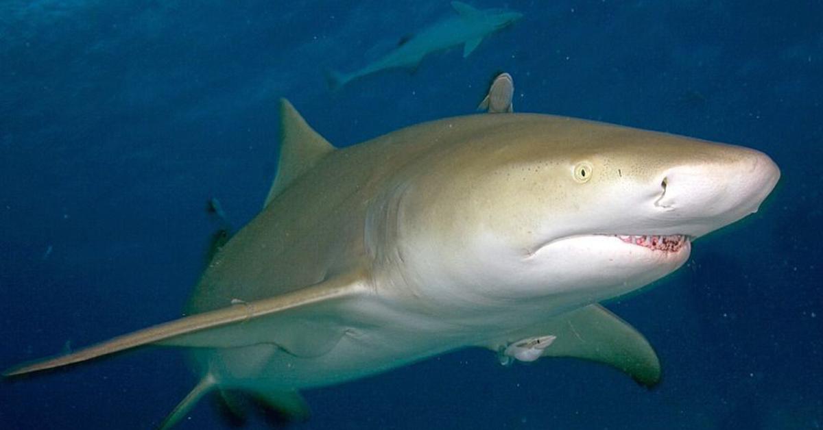 Elegant portrayal of the Blacknose Shark, also known as Carcharhinus acronotus.