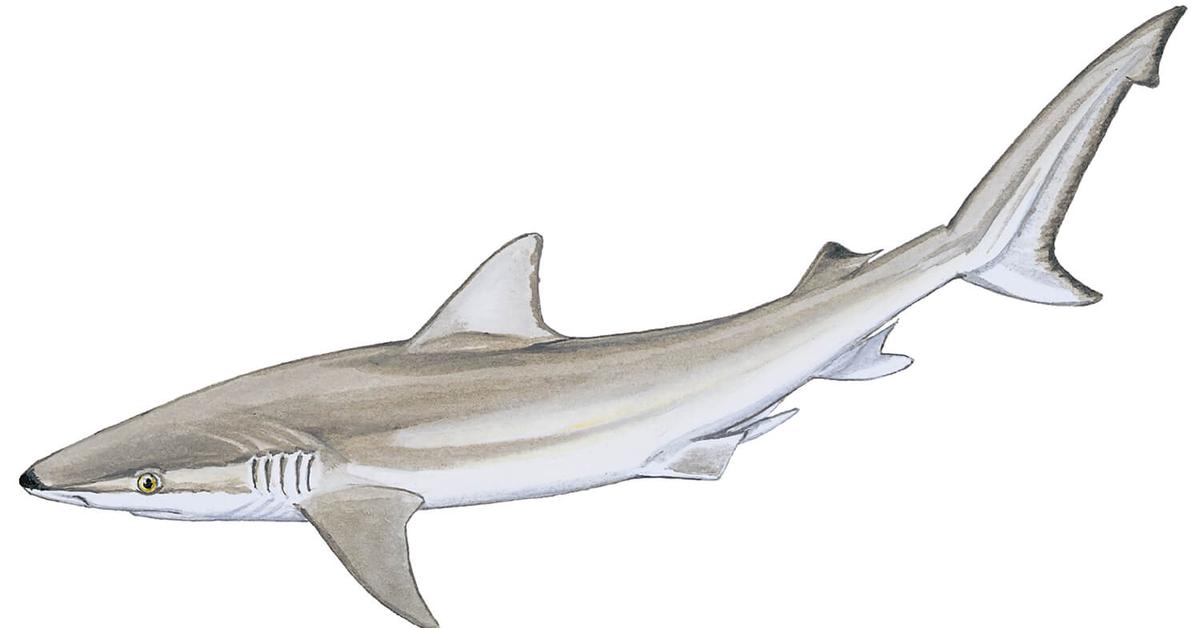 Unique portrayal of the Blacknose Shark, also called Hiu Hidung Hitam in Bahasa Indonesia.