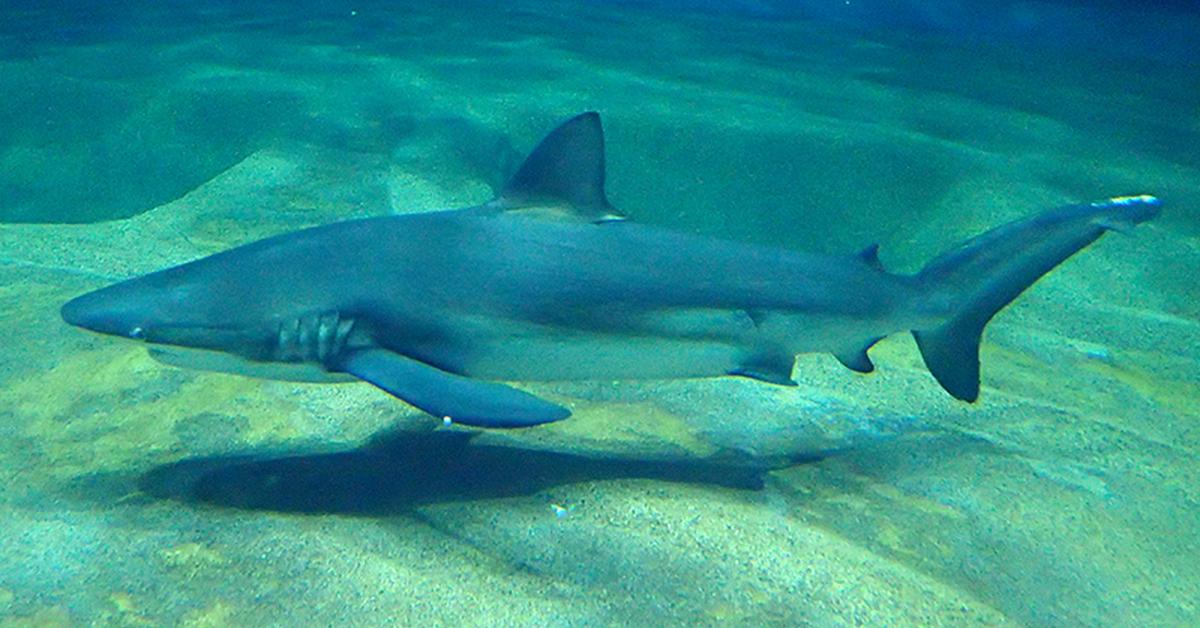 Captured moment of the Bronze Whaler Shark, in Indonesia known as Hiu Pemangsa Perunggu.