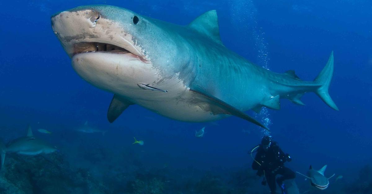 The Bronze Whaler Shark, an example of Carcharhinus brachyurus, in its natural environment.