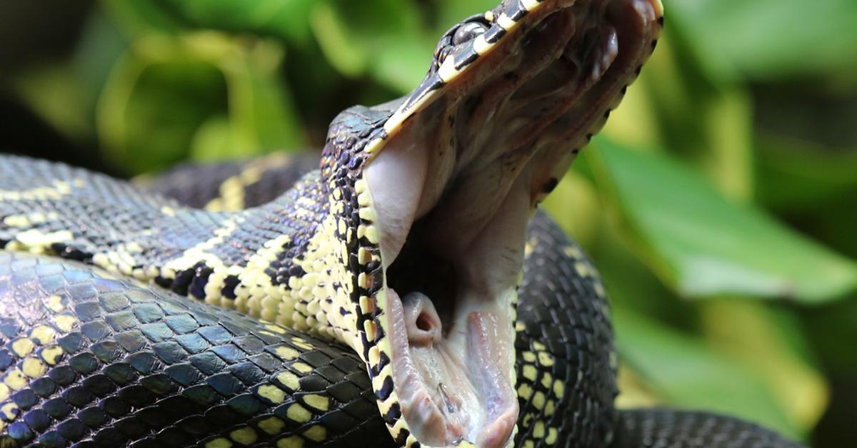 Unique portrayal of the Boelens Python, also called Piton Boelens in Bahasa Indonesia.