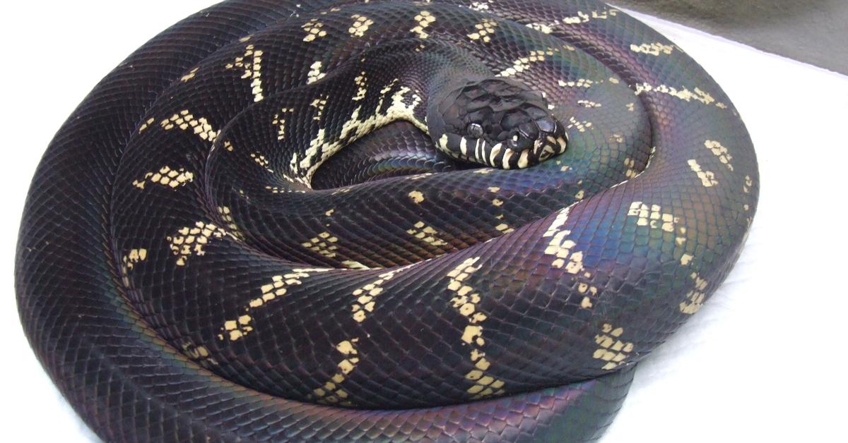 The Boelens Python, a beautiful species also known as Piton Boelens in Bahasa Indonesia.