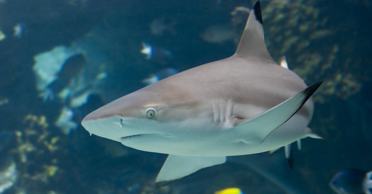 Captivating presence of the Blacktip Reef Shark, a species called C. melanopterus.