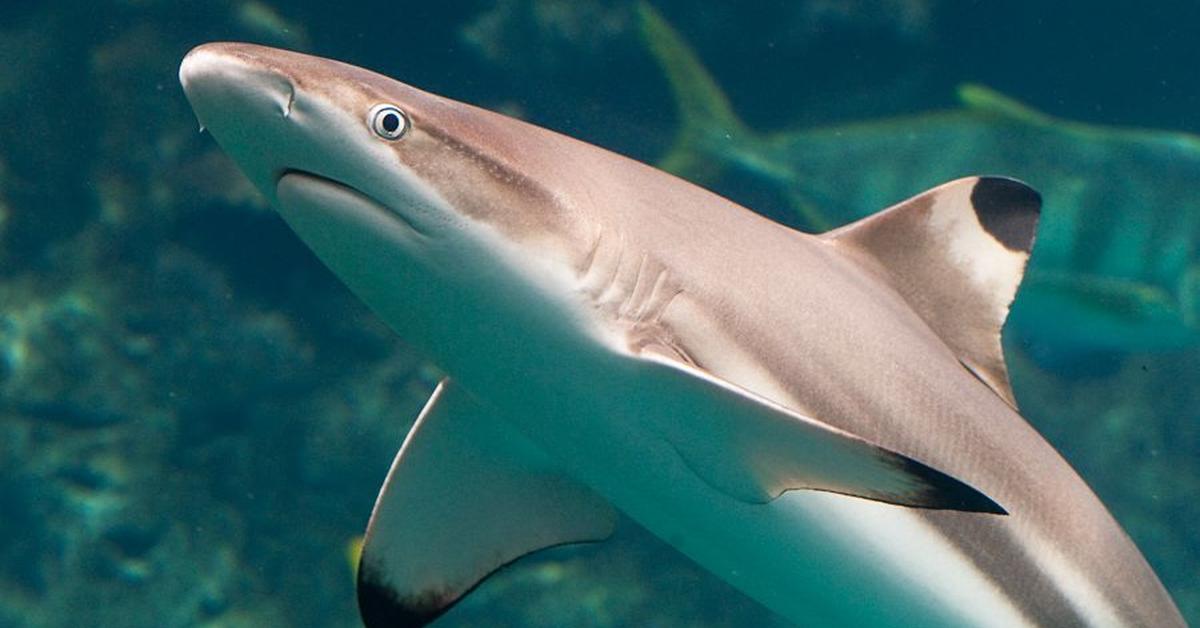 Stunning image of the Blacktip Reef Shark (C. melanopterus), a wonder in the animal kingdom.