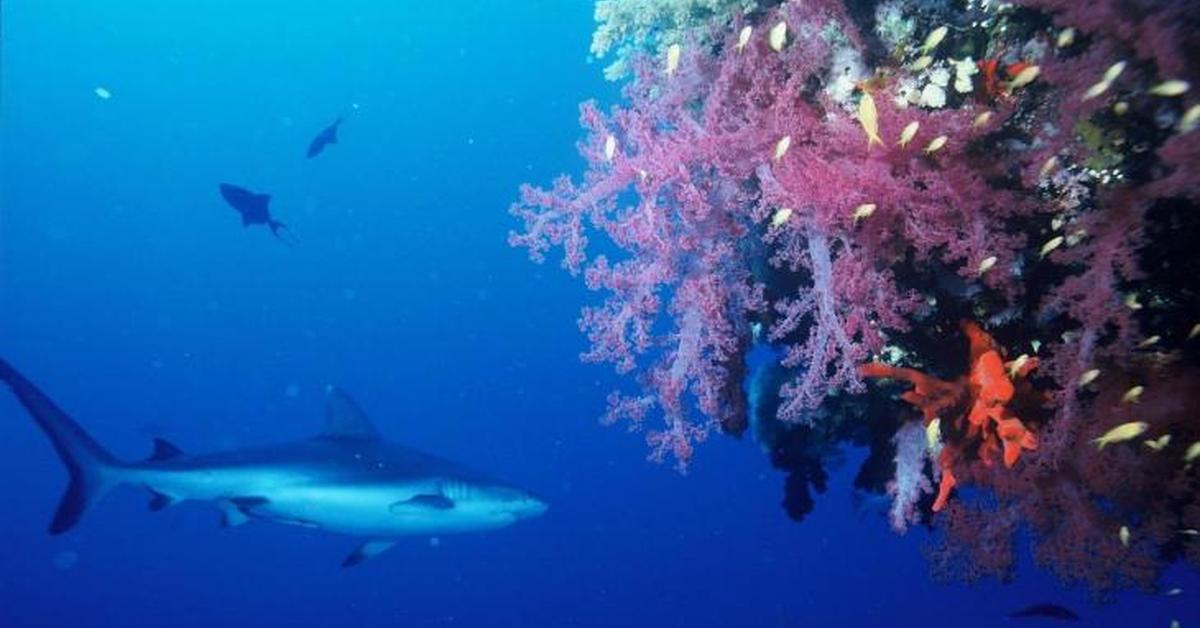 Distinctive Blacktip Reef Shark, in Indonesia known as Hiu Karang Ujung Hitam, captured in this image.