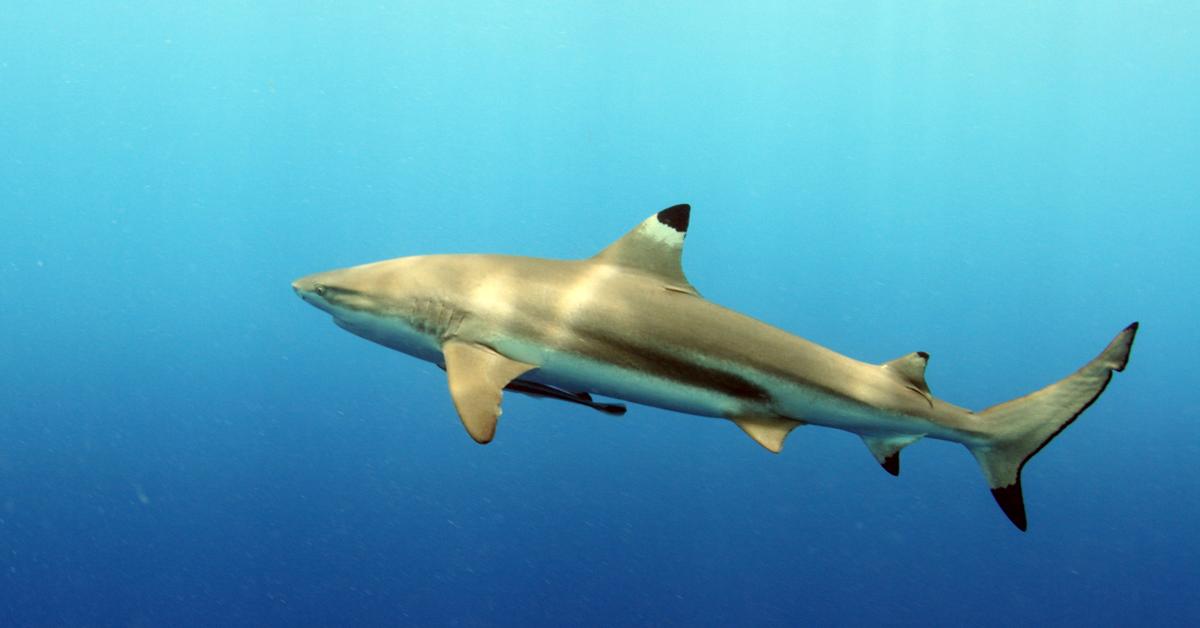 Graceful Blacktip Reef Shark, a creature with the scientific name C. melanopterus.