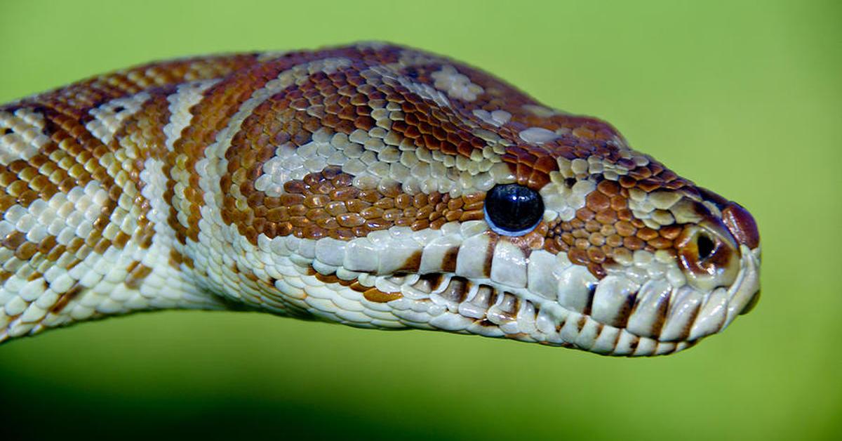 Enchanting Bredls Python, a species scientifically known as Morelia Bredli.