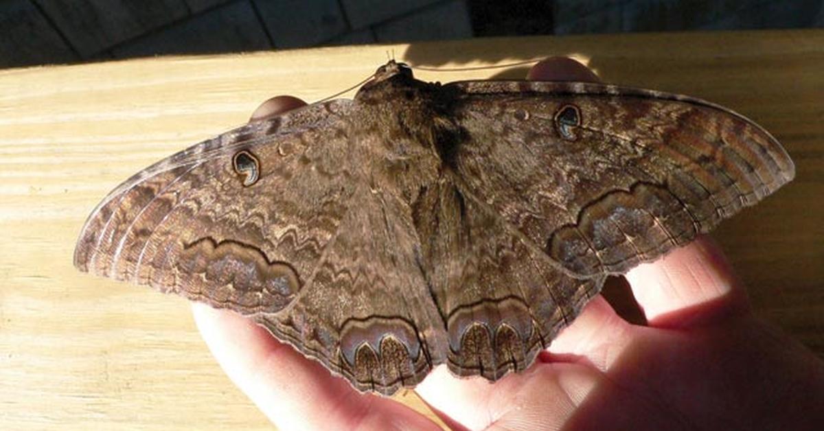 Portrait of a Black Witch Moth, a creature known scientifically as Ascalapha odorata.