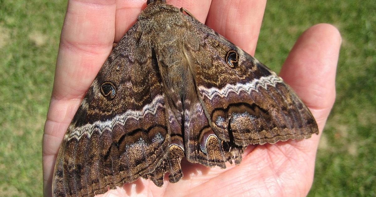 The Black Witch Moth, an example of Ascalapha odorata, in its natural environment.