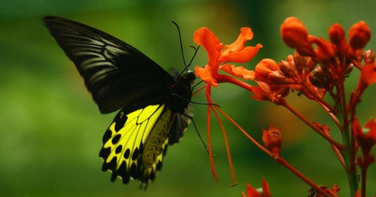 Close-up view of the Black Witch Moth, known as Kupu-kupu Hitam Penyihir in Indonesian.