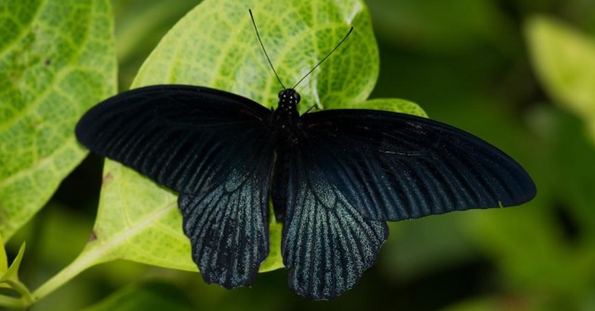 A look at the Black Witch Moth, also recognized as Kupu-kupu Hitam Penyihir in Indonesian culture.