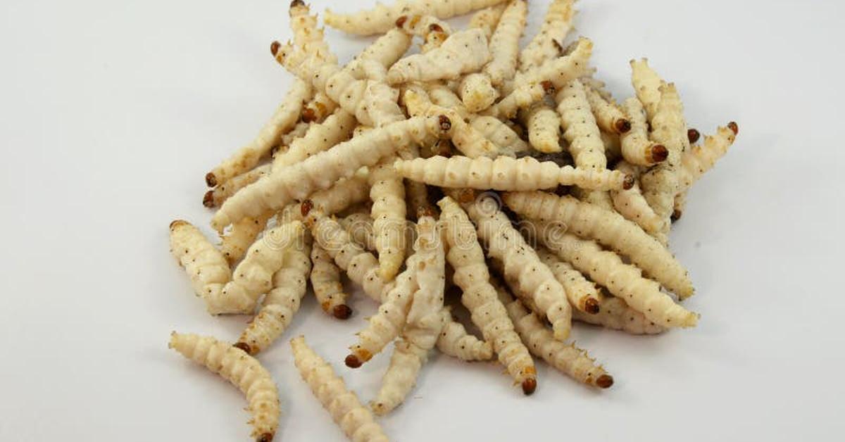 Captivating shot of the Bamboo Worms, or Cacing Bambu in Bahasa Indonesia.