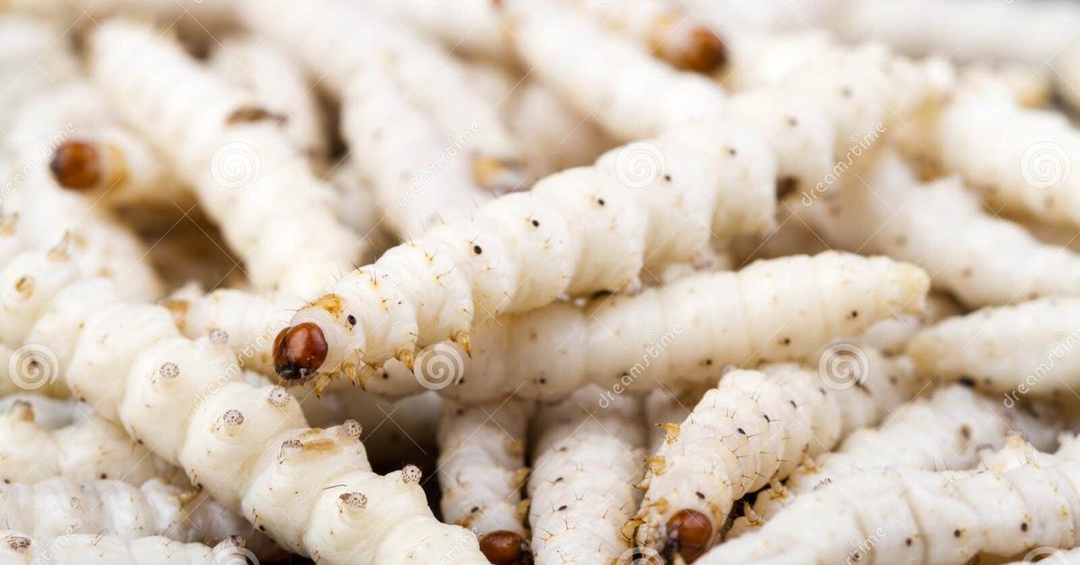 Captivating view of the Bamboo Worms, known in Bahasa Indonesia as Cacing Bambu.