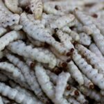 Exquisite image of Bamboo Worms, in Indonesia known as Cacing Bambu.