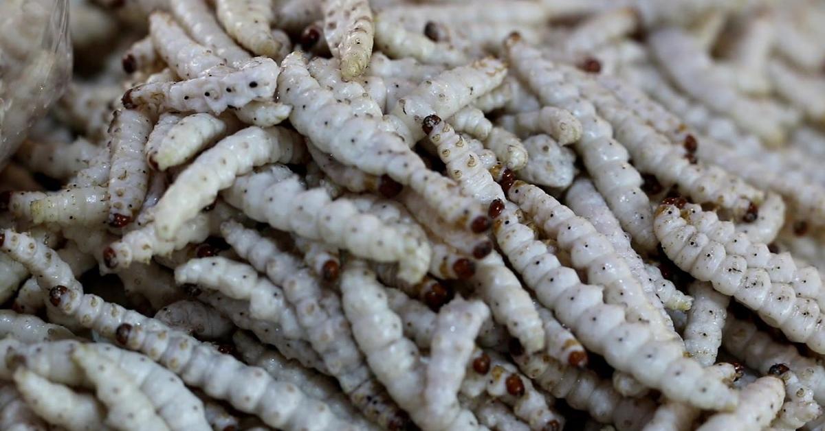 Exquisite image of Bamboo Worms, in Indonesia known as Cacing Bambu.