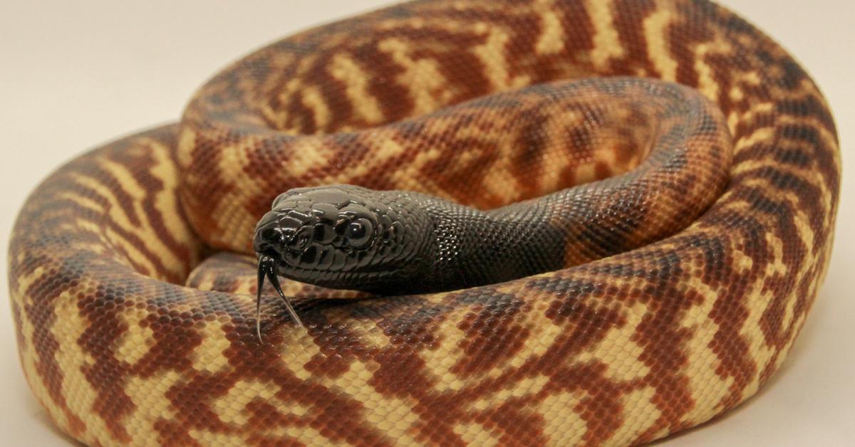 Close encounter with the Black-Headed Python, scientifically called Aspidites melanocephalus.