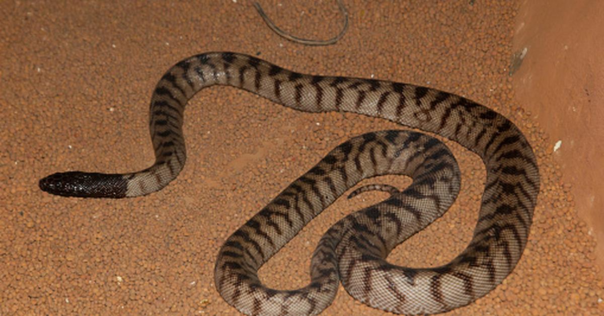 Visual representation of the Black-Headed Python, recognized in Indonesia as Piton Berkepala Hitam.