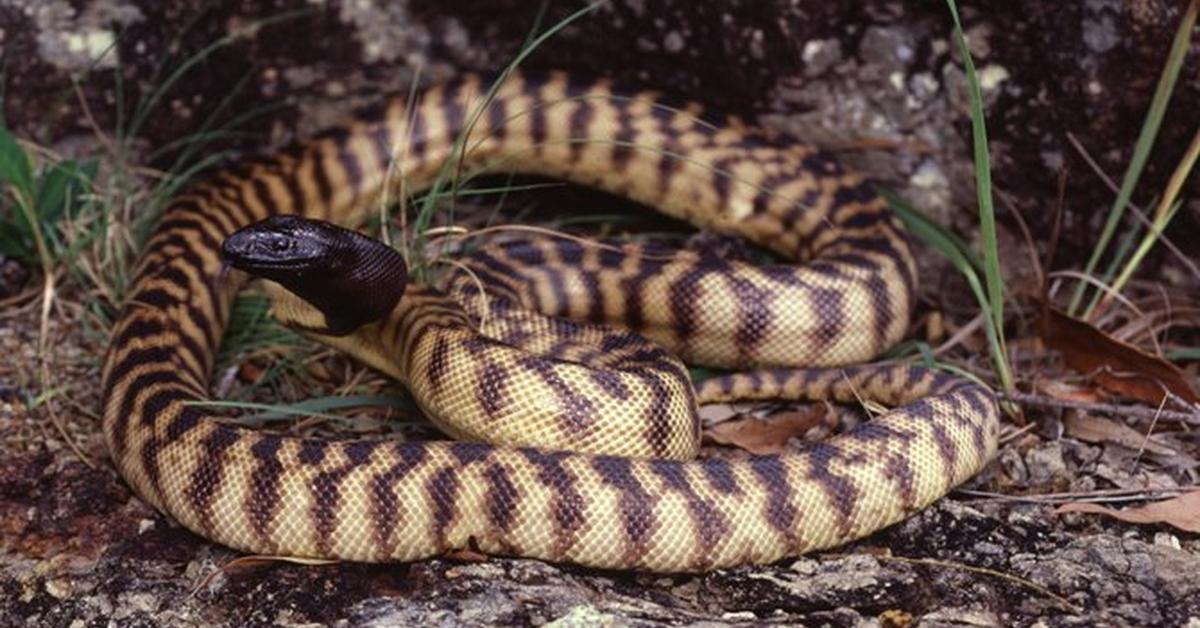 The Black-Headed Python, an example of Aspidites melanocephalus, in its natural environment.