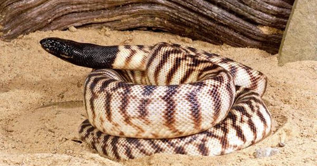 Vivid image of the Black-Headed Python, or Piton Berkepala Hitam in Indonesian context.