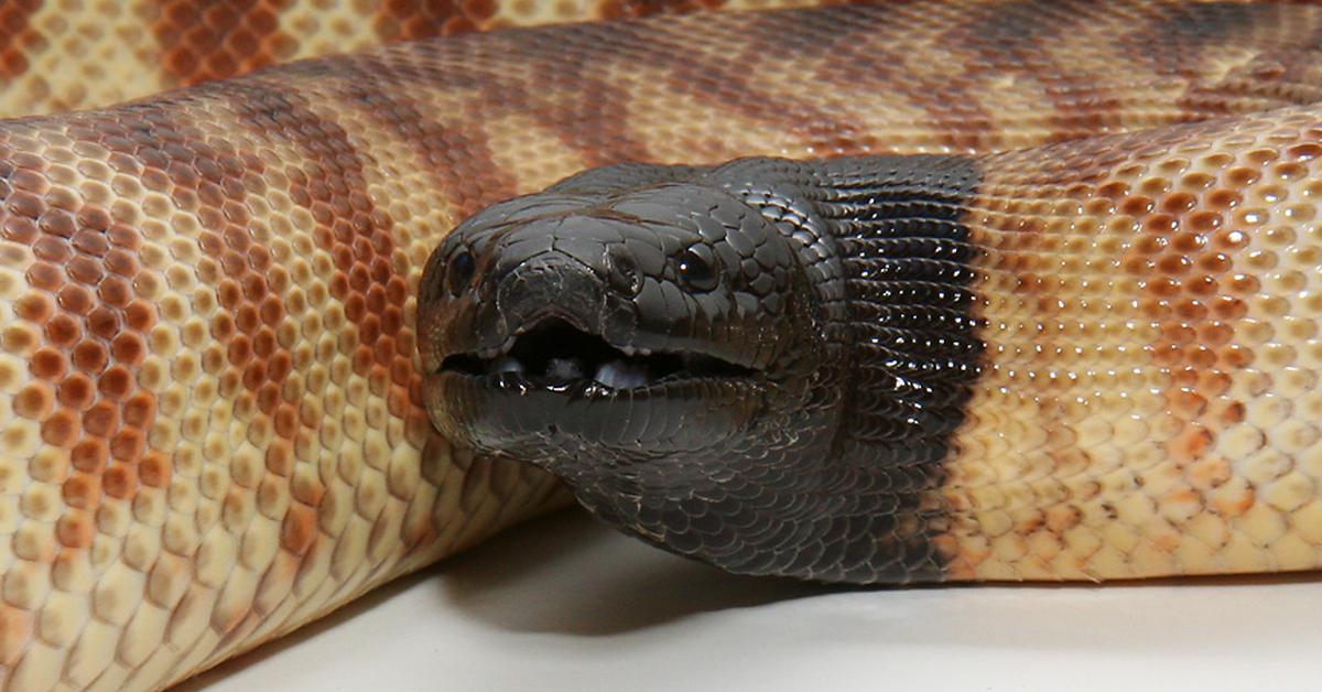 Charming view of the Black-Headed Python, in Indonesia referred to as Piton Berkepala Hitam.